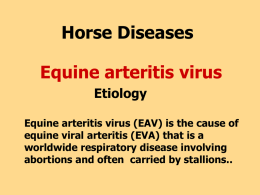Horse Diseases Equine arteritis virus Etiology Equine arteritis virus (EAV) is the cause of equine viral arteritis (EVA) that is a worldwide respiratory disease involving abortions.