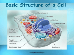 Basic Structure of a Cell  copyright cmassengale Review Facts About Living Things  copyright cmassengale.