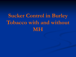 Sucker Control in Burley Tobacco with and without MH Recommendations to Reduce MH Residue   Reduce MH rate and add a local systemic     1.5 gal MH.