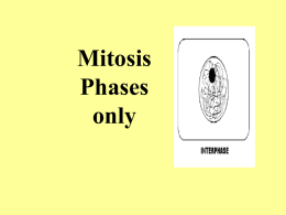 Mitosis Phases only Prophase (P)  Metaphase (M) Anaphase (A) Telophase (T) Interphase (I)  INTERPHASE ________________ DNA is all spread out as chromatin and nuclear membrane is visible  PROPHASE ________________