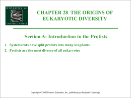 CHAPTER 28 THE ORIGINS OF EUKARYOTIC DIVERSITY Section A: Introduction to the Protists 1.