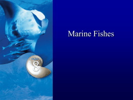 Marine Fishes What is a fish?? Classic definition: -Any of numerous cold-blooded aquatic vertebrates of the superclass Pisces, characteristically having fins, gills, and.