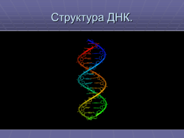 Структура ДНК. Структура ДНК. Структура ДНК впервые была предложена Watson и Crick в 1953 на основе результатов РСА низкого разрешения. Основные свойства. 1.