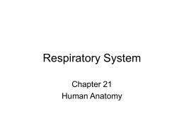 Respiratory System Chapter 21 Human Anatomy •  One will die without oxygen in a matter of minutes.