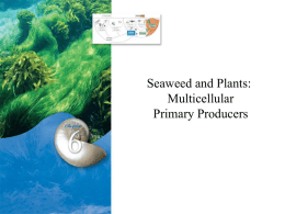 Seaweed and Plants: Multicellular Primary Producers Types of Algae Classes  • Chlorophyta = Green • Phaeophyta = Brown • Rhodophyta = Red.