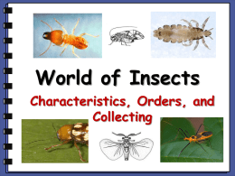World of Insects Characteristics, Orders, and Collecting What You Should Know About Insects …