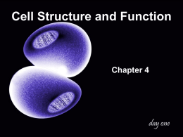 Cell Structure and Function  Chapter 4 Robert Hooke (1635-1703) Discovered “cells” by studying the cork layer of bark from an oak tree.  Found cells when studied tree.