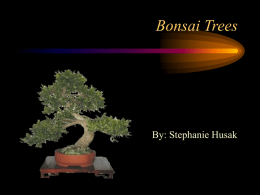 Bonsai Trees  By: Stephanie Husak Introduction Lets start by saying that bonsai trees are not genetically dwarfed plants, they are full size trees and.
