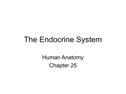 The Endocrine System Human Anatomy Chapter 25 • This system includes all the glands of the body that secrete hormones directly into the blood stream.