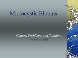 Microcystis Blooms  Causes, Problems, and Solutions By Bernie Coates What is it? Microcystis is a blue-green algae (cyanobacteria) commonly found in nutrient rich freshwater.