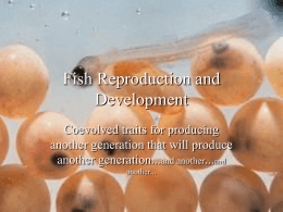 Fish Reproduction and Development Coevolved traits for producing another generation that will produce another generation...and another...and another...
