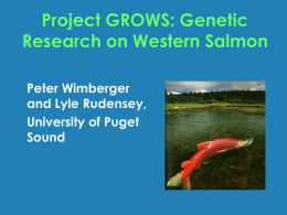 Project GROWS: Genetic Research on Western Salmon Peter Wimberger and Lyle Rudensey, University of Puget Sound.
