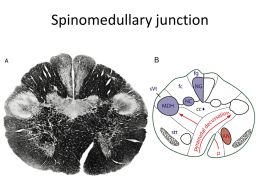 Spinomedullary junction B Trigeminal nerve nuclei in situ  Blue- sensory Red- motor Trigeminal nerve-associated nuclei.
