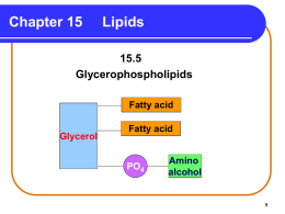 Chapter 15  Lipids  15.5 Glycerophospholipids Fatty acid Glycerol  Fatty acid  PO4  Amino alcohol Glycerophospholipids Glycerophospholipids are • the most abundant lipids in cell membranes. • composed of glycerol, two fatty acids, phosphate, and.