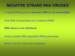 NEGATIVE STRAND RNA VIRUSES (-) sense RNA genome: Genomic RNA is not translatable Viral RNA is transcribed into (+)sense mRNA RNA alone is.