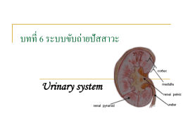 บทที่ 6 ระบบขับถ่ายปั สสาวะ  Urinary system Urinary system นักศึกษาจะได้ เรียนรู้ เกีย่ วกับอวัยวะทีเ่ กีย่ วข้ องกับการผลิต และการขับนา้ ปัสสาวะ คือ ไต ท่ อไต กระเพาะปัสสาวะ และท่