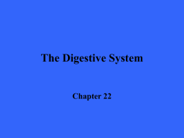 The Digestive System Chapter 22 The Digestive System   The digestive system – Takes in food – Breaks it down into nutrient molecules – Absorbs the.