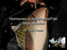 Hormones in Aquacultre/Fish Reproduction Dr. Craig Kasper Introduction • New inovative hatchery techniques have evolved as global demand for fish increases. • Many fish spawn.