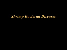 Shrimp Bacterial Diseases Shrimp Bacterial Diseases Covered • Vibriosis • necrotizing hepatopancreatitis • epicommensal fouling disease.
