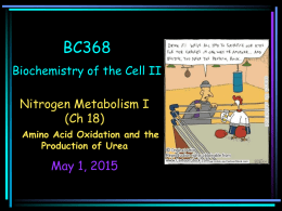 BC368 Biochemistry of the Cell II  Nitrogen Metabolism I (Ch 18) Amino Acid Oxidation and the Production of Urea  May 1, 2015