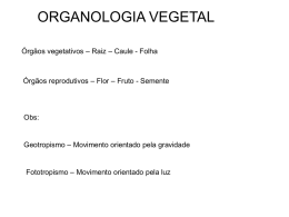 ORGANOLOGIA VEGETAL Órgãos vegetativos – Raiz – Caule - Folha  Órgãos reprodutivos – Flor – Fruto - Semente  Obs:  Geotropismo – Movimento orientado pela.