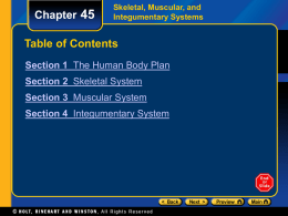 Chapter 45  Skeletal, Muscular, and Integumentary Systems  Table of Contents Section 1 The Human Body Plan Section 2 Skeletal System Section 3 Muscular System  Section 4 Integumentary.