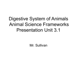 Digestive System of Animals Animal Science Frameworks Presentation Unit 3.1 Mr. Sullivan Digestion Purpose: reduce feed particles to molecules that can be absorbed into the.