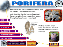Porifera berasal dari kata porus = lubang kecil dan ferre = membawa/mengandung.  Jadi dapat diartikan bahwa porifera adalah hewan yang tubuhnya mengandung lubanglubang.