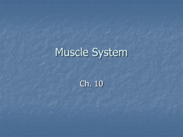 Muscle System Ch. 10 Four functional groups of muscle: 1- prime movers (agonists): Muscle that bears the prime responsibility for effecting a movement 2- antagonist: