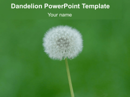 Dandelion PowerPoint Template Your name Example Bullet Point Slide • Bullet point • Bullet point – Sub Bullet.