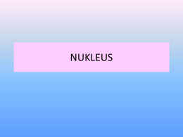 NUKLEUS • Nukleus merupakan manajer sel – Gen di dalam nukleus menyimpan informasi yang penting untuk mensintesis protein Nukleus merupakan organel terbesar dalam.