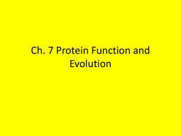 Ch. 7 Protein Function and Evolution Myoglobin and Hemoglobin • Both are essential for oxygen need • Myoglobin stores O2 in the muscle •