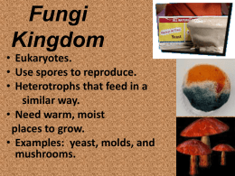 Fungi Kingdom  • Eukaryotes. • Use spores to reproduce. • Heterotrophs that feed in a similar way. • Need warm, moist places to grow. • Examples: yeast, molds,