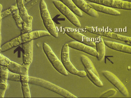 Mycoses: Molds and Fungi Introductory Comments  Fungi are members of the Kingdom Thallophyta  main characteristic: no chlorophyll  responsible for a range of.