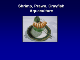 Shrimp, Prawn, Crayfish Aquaculture World harvest of farmed/wild marine shrimp in 2006 was 6.6 million MT! Thailand – 200,000 MT China – 110,000 MT Indonesia.