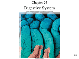 Chapter 24  Digestive System  24-1 I. Introduction: A. Anatomy of the Digestive System • 1.