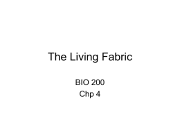The Living Fabric BIO 200 Chp 4 Tissues • Groups of cells similar in structure and function • The four types of tissues – Epithelial – Connective –