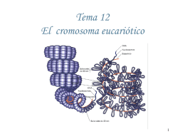 Tema 12 El cromosoma eucariótico El cromosoma eucariótico  Haga clic para modificar el estilo Relación existente entre el DNA, las histonas y la cromatina.