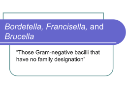 Bordetella, Francisella, and Brucella “Those Gram-negative bacilli that have no family designation” Bordetella   Classification – the genus contains three medially important species        B.