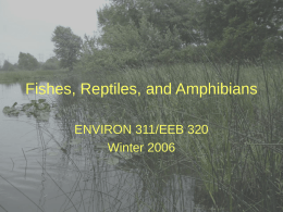 Fishes, Reptiles, and Amphibians ENVIRON 311/EEB 320 Winter 2006 Fishes  Lepisosteus osseus: Longnose gar.