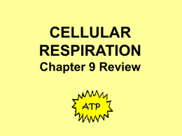 CELLULAR RESPIRATION Chapter 9 Review Animals  green plants  Fungi  humans  bacteria  In which of these organisms would you expect to find cellular respiration happening? All of them; all living things.