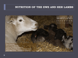 NUTRITION OF THE EWE AND HER LAMBS  Susan Schoenian Sheep & Goat Specialist University of Maryland Extension Western Maryland Research & Education Center sschoen@umd.edu –