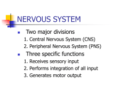 NERVOUS SYSTEM   Two major divisions 1. Central Nervous System (CNS) 2. Peripheral Nervous System (PNS)    Three specific functions 1.