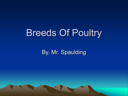 Breeds Of Poultry By. Mr. Spaulding Leghorn-Chickens • Weights: 4 lbs. to 6 lbs. • Egg Shell Color: White. • Use: An egg-type chicken. • Origin: