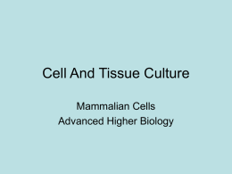 Cell And Tissue Culture Mammalian Cells Advanced Higher Biology Why is it useful? • Gene manipulation • Culturing mammalian cells for cancer studies • Producing new.