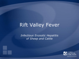Rift Valley Fever Infectious Enzootic Hepatitis of Sheep and Cattle Overview • Organism • History • Epidemiology • Transmission • Disease in Humans • Disease in Animals • Prevention.