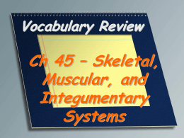 Vocabulary Review  Ch 45 – Skeletal, Muscular, and Integumentary Systems The tissue made of cells that can contract and relax to produce movement  Muscle tissue.