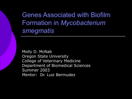 Genes Associated with Biofilm Formation in Mycobacterium smegmatis Molly D. McNab Oregon State University College of Veterinary Medicine Department of Biomedical Sciences Summer 2003 Mentor: Dr.