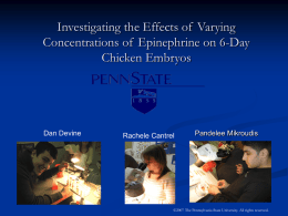 Investigating the Effects of Varying Concentrations of Epinephrine on 6-Day Chicken Embryos  Dan Devine  Rachele Cantrel  Pandelee Mikroudis  ©2007 The Pennsylvania State University.