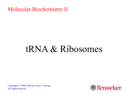 Molecular Biochemistry II  tRNA & Ribosomes  Copyright © 1999-2008 by Joyce J.